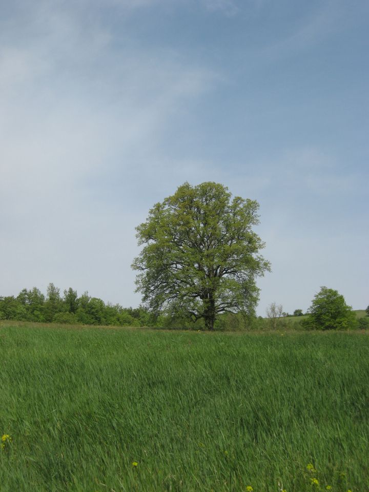 Gradin-Abitanti - 27.4.2011 - foto povečava