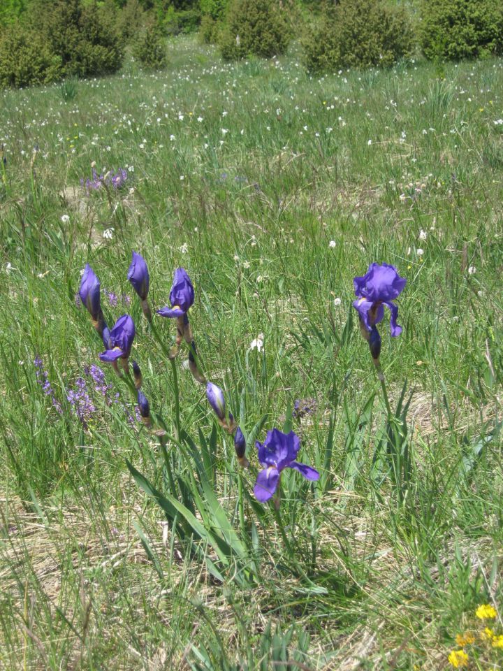 Zazid-Kojnik-Golič-Kavčič_7.5.2011 - foto povečava