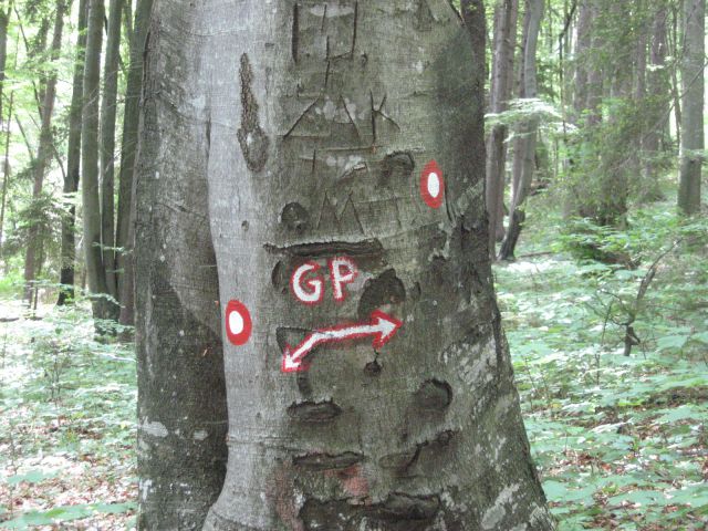 Na novo markirana pot, kaj pomeni GP? Geološka, gozdna ...pot?