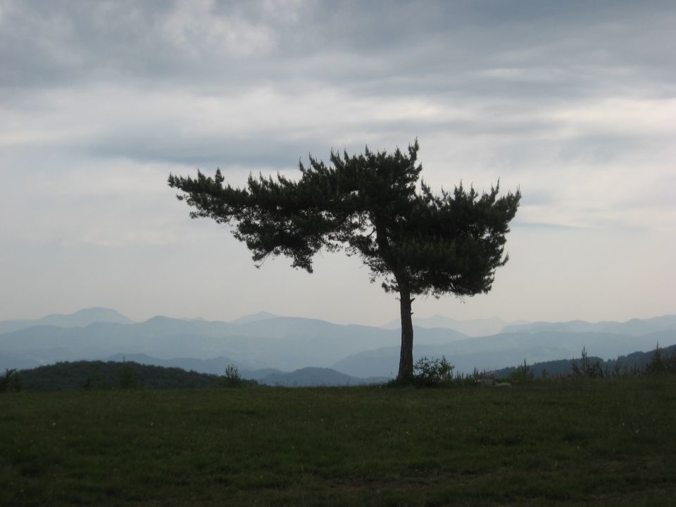 Drevo z razgledom na Kuclju