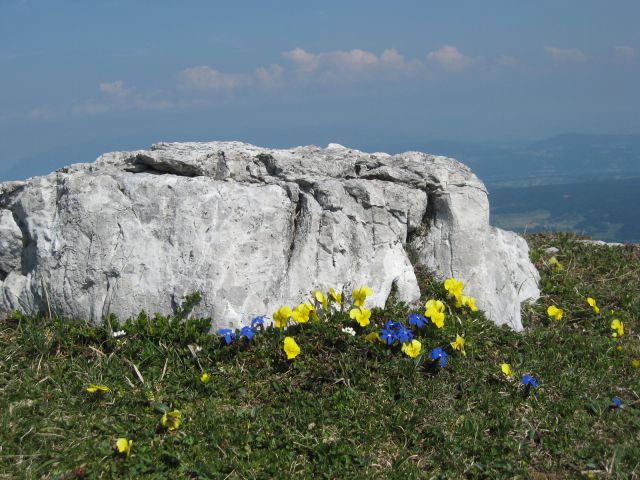 Zoisova vijolica in nizki svišč