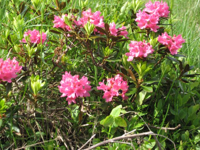 Rododendron že cveti