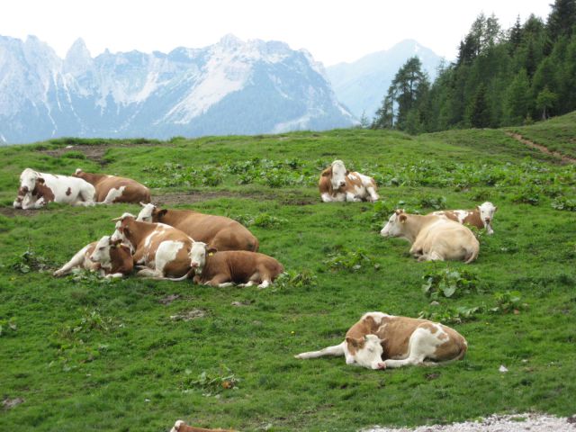 Ob povratku naletiva na kravjo siesto