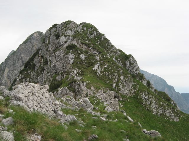 Vrh ruš