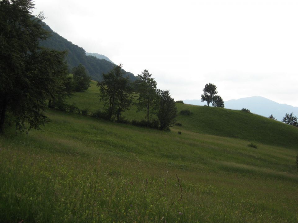 pot po travnikih