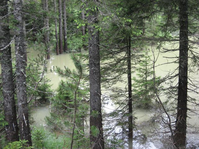 Gozd v Tamarju je poplavljen