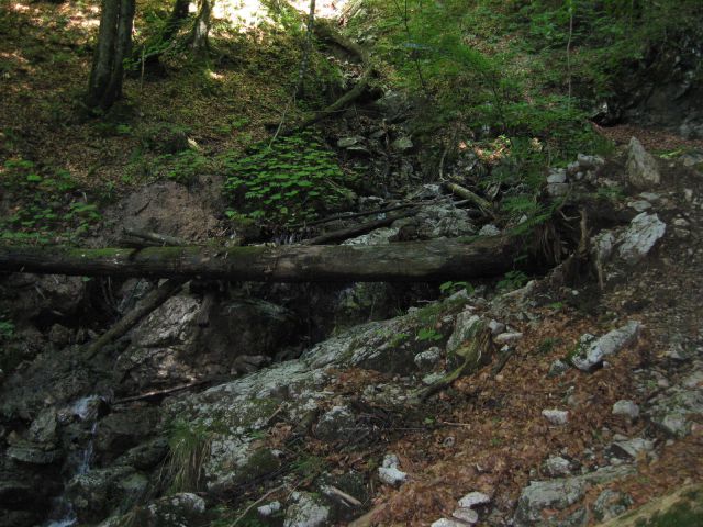 Padlo drevo pod slapom Kobilji curek
