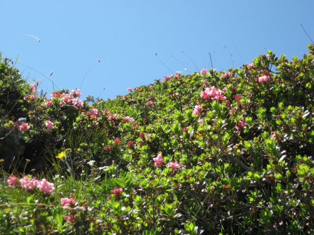 Pobočja rododendrona