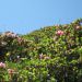 pobočja rododendrona