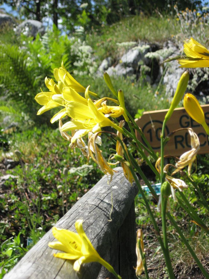 Rosstratte-Dobrač - 10.7.2011 - foto povečava