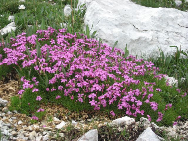 Brezstebelna lepnica