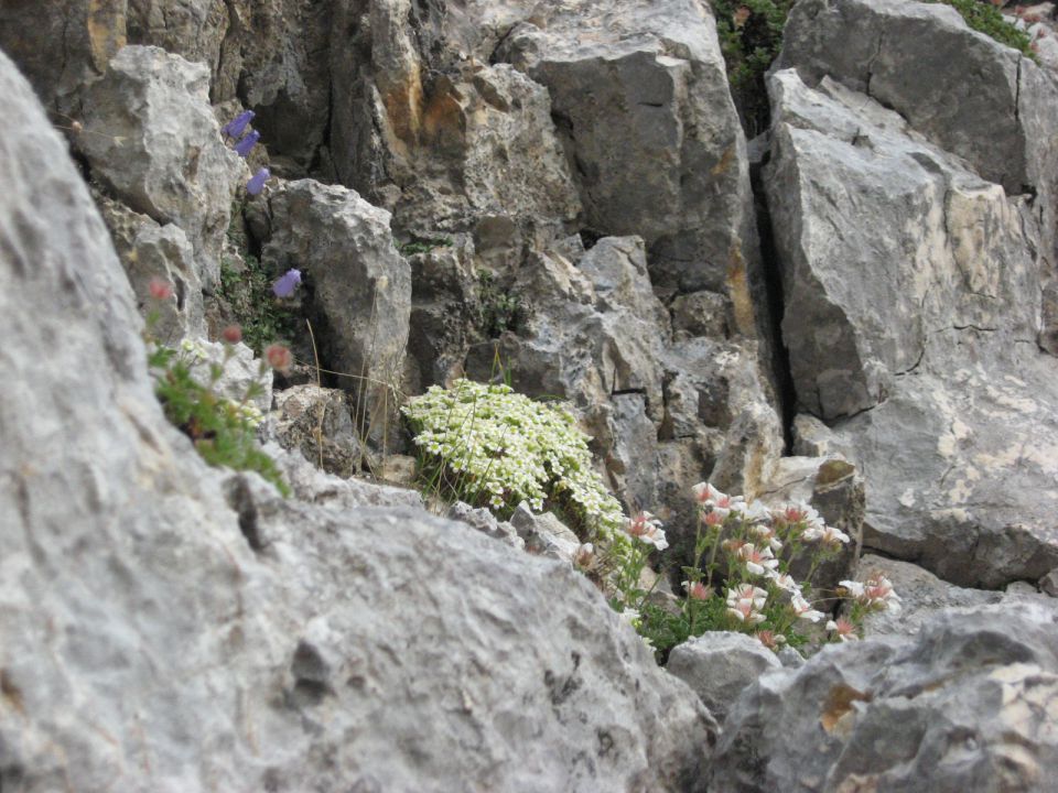 cvetoči skalnjak