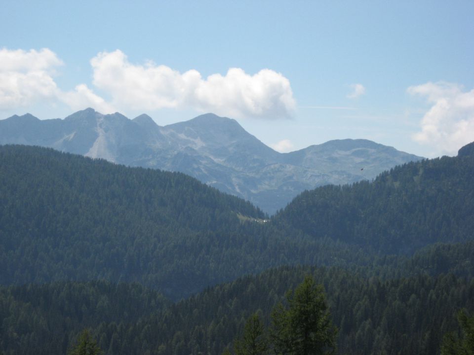 jasa sredi gozda je planina Viševnik (približano)