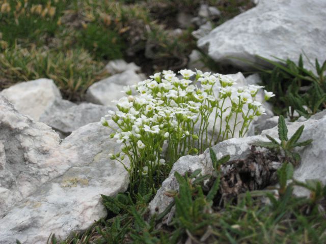 Danici za rojstni dan - 19.10.2011 - foto