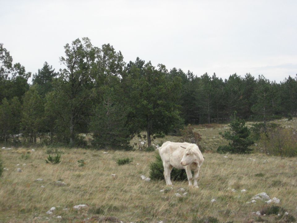 paša v burji