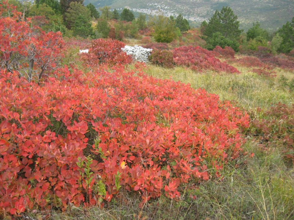 Okoli Movraške vale-23.10.2011 - foto povečava