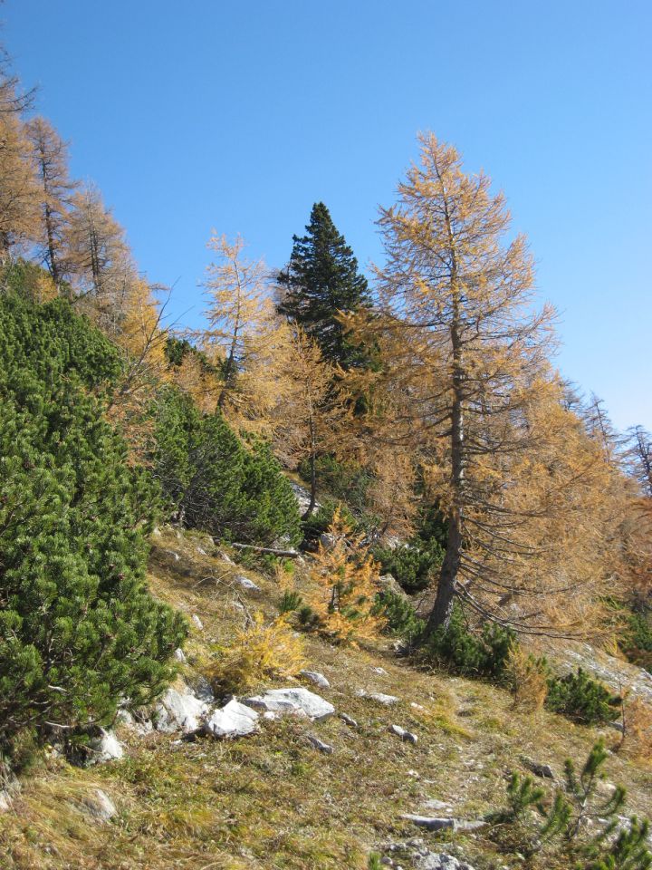 Rudno polje-Debeli vrh-Mrežce-31.10.11 - foto povečava