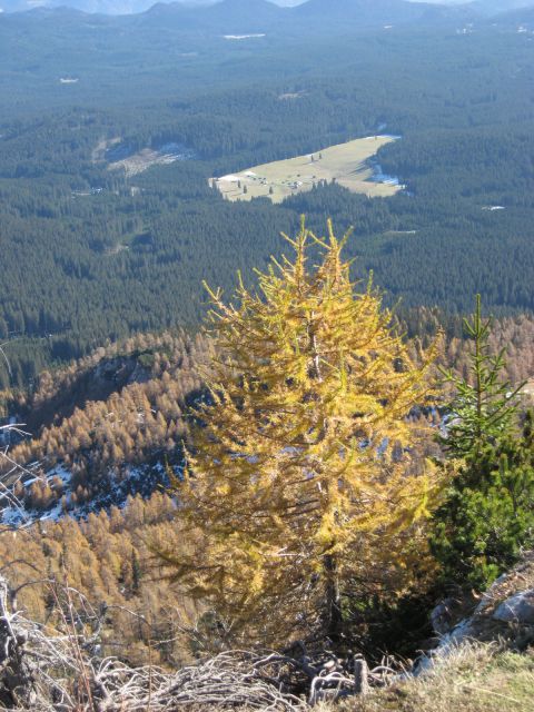 Zlati macesen z razgledom na planino zajavornik