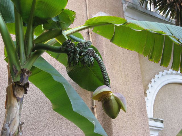 Bananovec