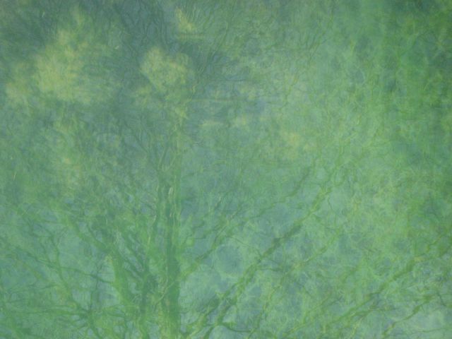 Zeleni odsevi v vodi