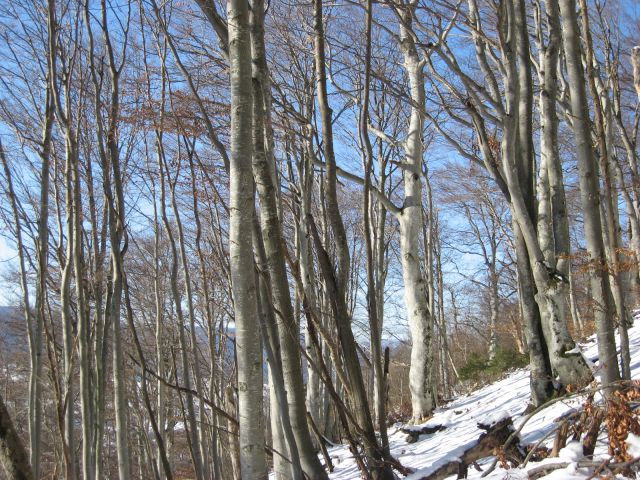 Bukov gozd pod vrhom
