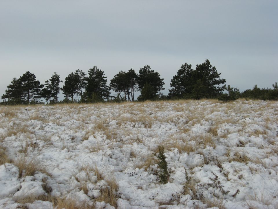 sneg in borovci