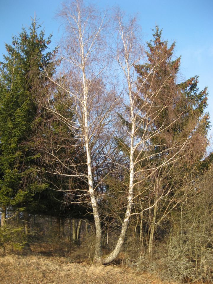 brezov par