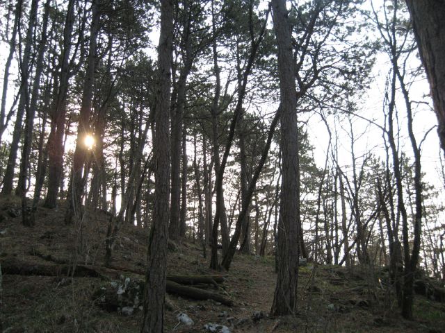 Prijetna hoja po borovem gozdu proti vrhu ahaca