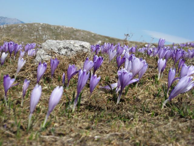 Črnivec-Menina - 31.3.2012 - foto