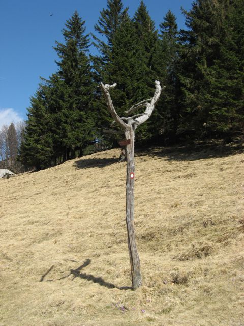 Spet na planini travnik