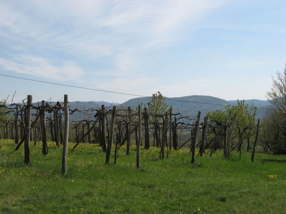 vinograd v kamnjah