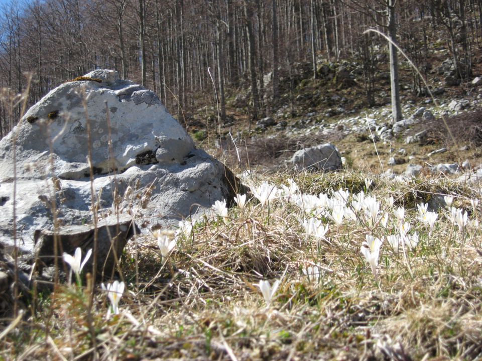 tule gor so le beli krokusi, nobenega vijoličnega