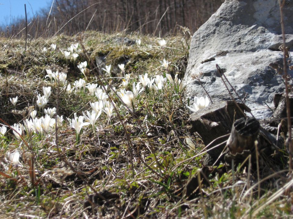 Raziskovanja nad D. Ravnami-28.4.2012 - foto povečava