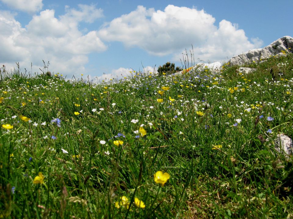 cvetoč travnik