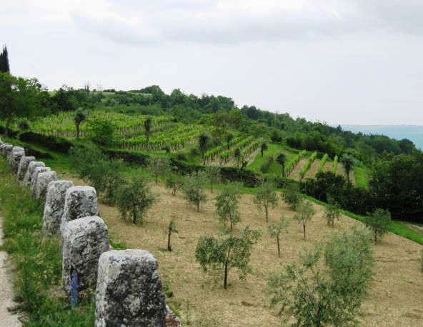 Oljčni nasadi in vinogradi ob cesti proti dolini