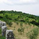oljčni nasadi in vinogradi ob cesti proti dolini