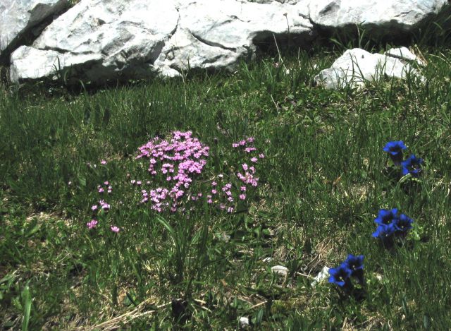 Rudno polje-Debeli vrh-18.6.2012 - foto