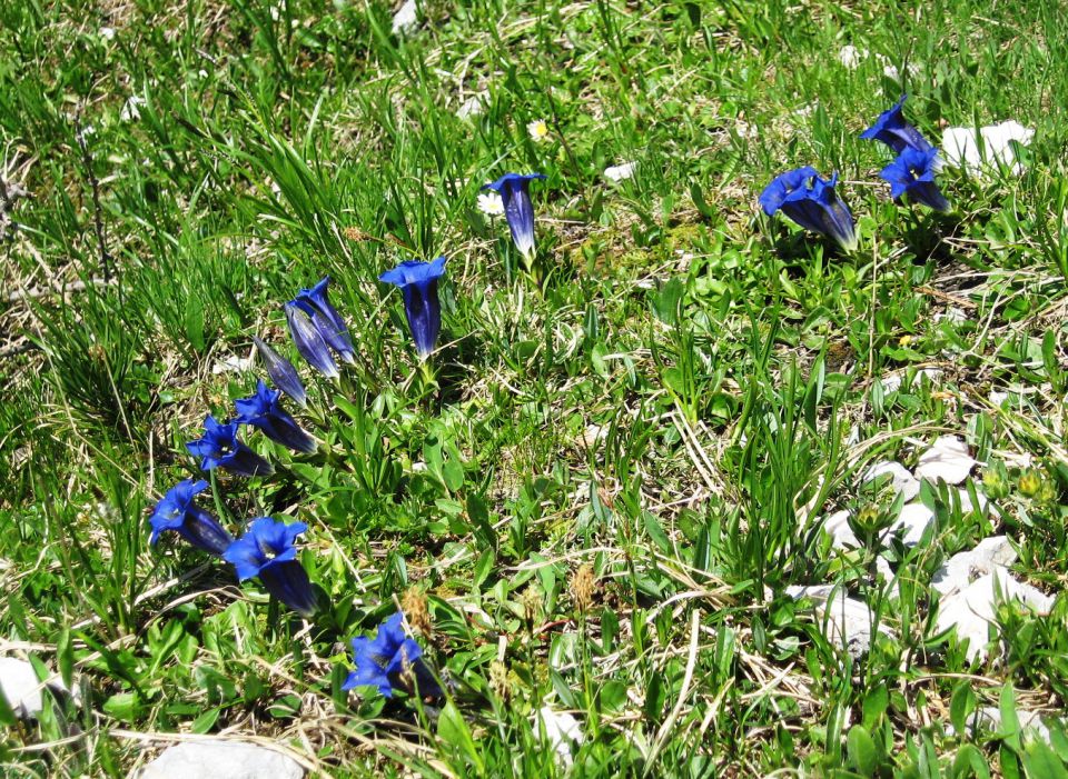 Rudno polje-Debeli vrh-18.6.2012 - foto povečava