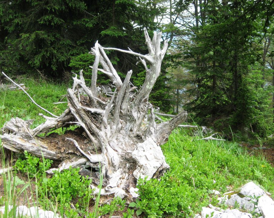 podobno živalski glavi