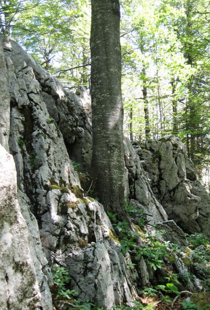 Ogromna bukev, ki raste skoraj iz skale