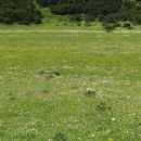 travnik je prekrit z drobnim cvetjem