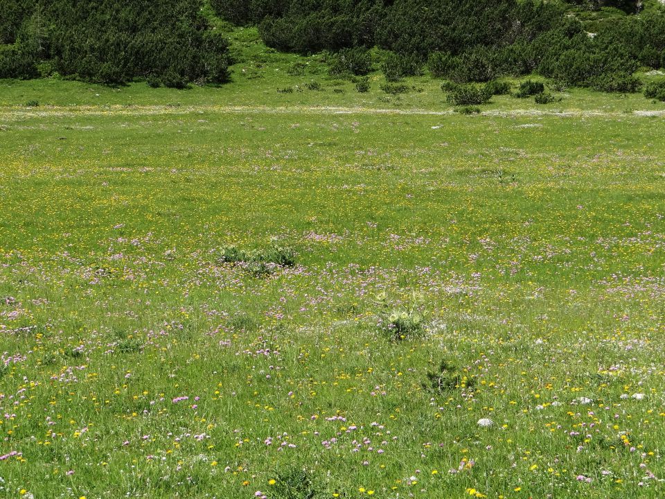 travnik je prekrit z drobnim cvetjem