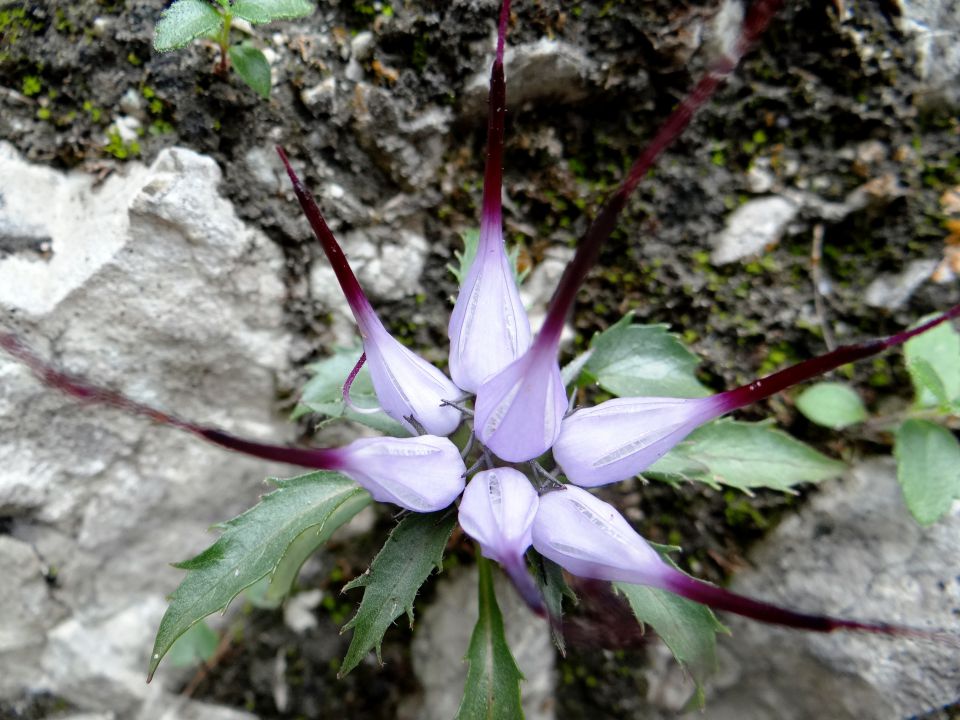 šopasti repušnik