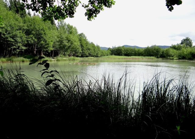 Spet pri bajerju, stezica vodi okoli njega