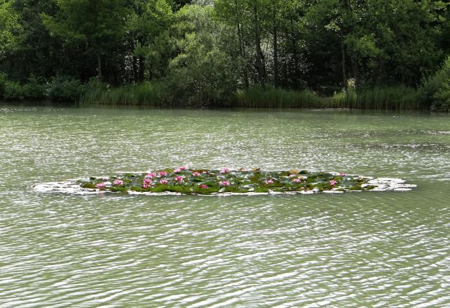 Brezje pri Nemški vasi-21.7.2012 - foto