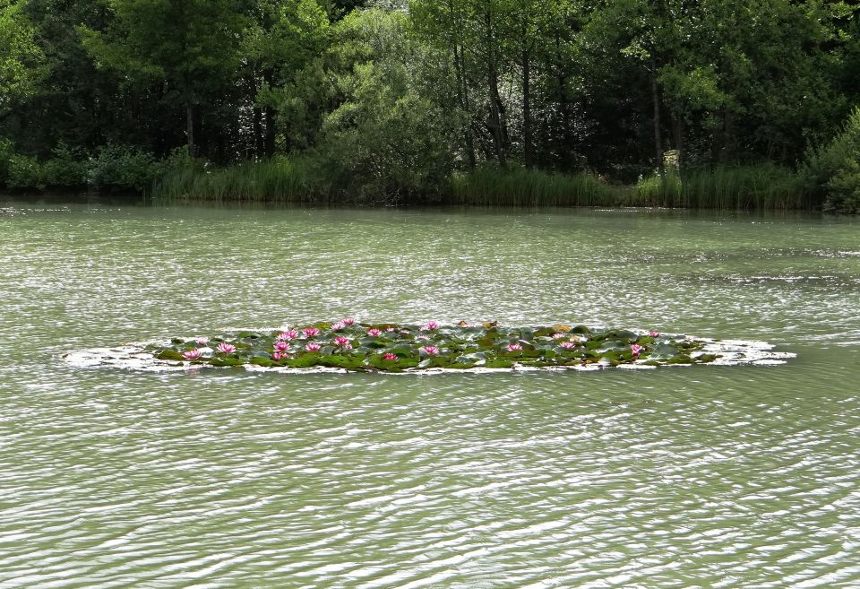 Brezje pri Nemški vasi-21.7.2012 - foto povečava