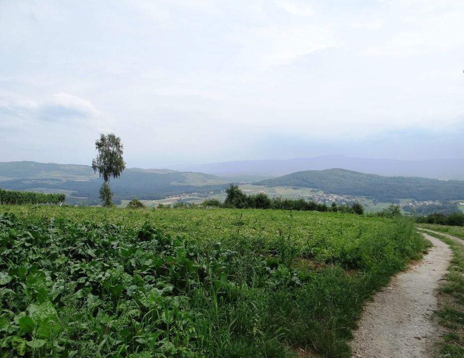 golobinjek je izredno razgleden na vse strani, danes žal ne...