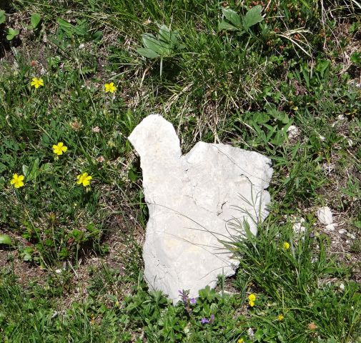 Stare stale, kamniško-savinjske alpe, 1.7.2012 (velik, kakih 5 kg)