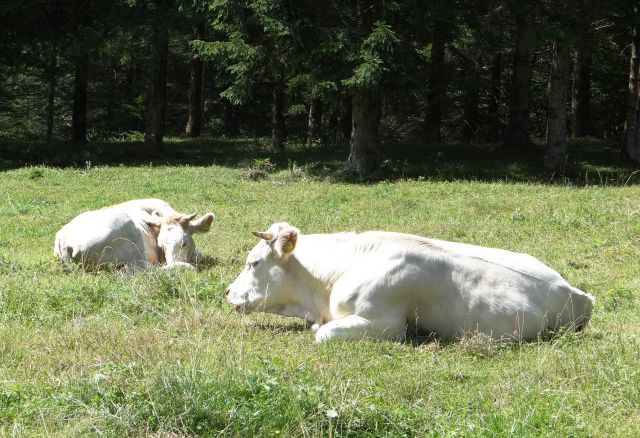 Svetlolase kravce na anclovem rovtu