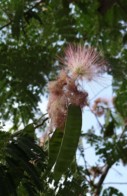 Zanimiv cvet neznanega drevesa